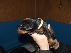 secereli doberman türkiye 02