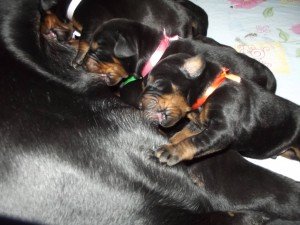 secereli doberman türkiye 03