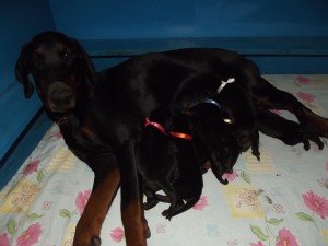 secereli doberman türkiye 04
