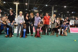 wds_winners_secereli_doberman