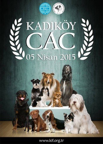kadikoy cac secereli doberman
